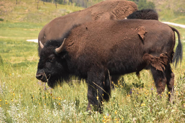istock Grazing Young Bison in a Field with Wildflowers 1407749286