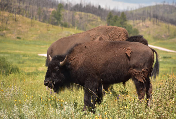 istock Young American Buffalo Eating Grass in a Field 1407749308