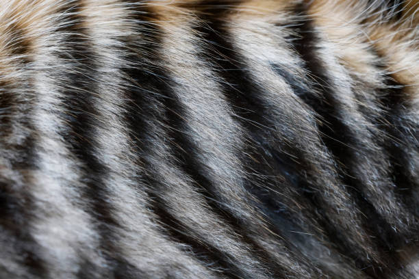 istock Detail of tabby cat fur 1407749410