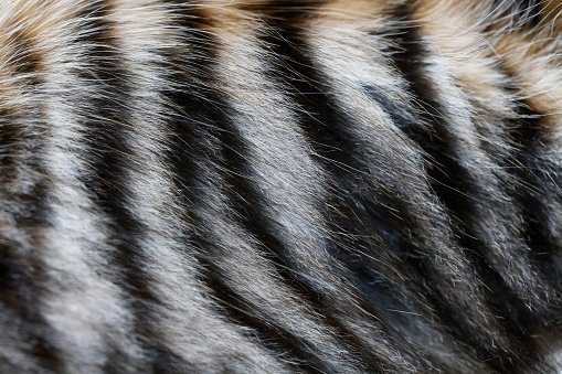 Detail of tabby cat fur