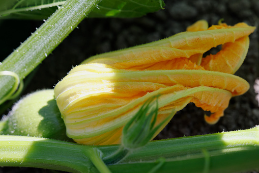 Male and female flowers of zucchini close-up