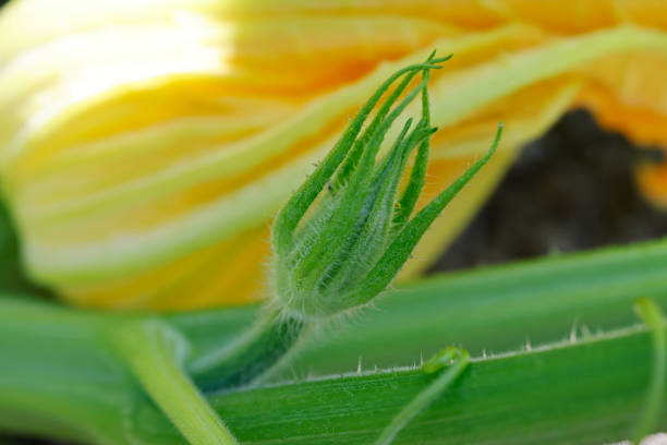 Zucchini blossom in garden