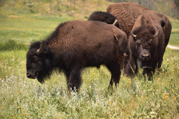 istock Bison in Rural and Remote South Dakota 1407749444