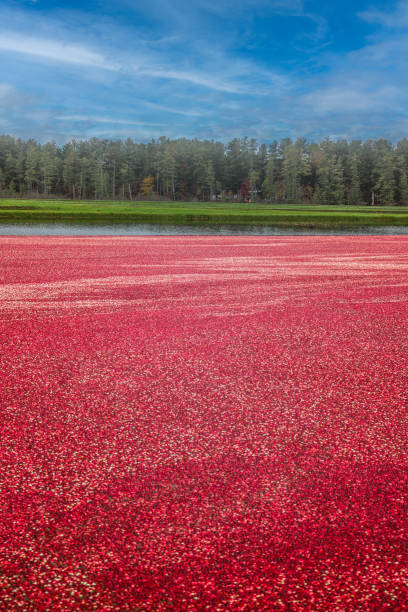 istock Cranberry Bog in Wisconsin during harvest 1407750148