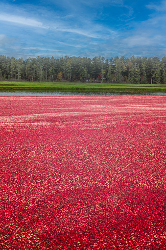 A Wisconsin cranberry marsh in the fall during harvest showing cranberries in flooded bog with blue sky and light white clouds
