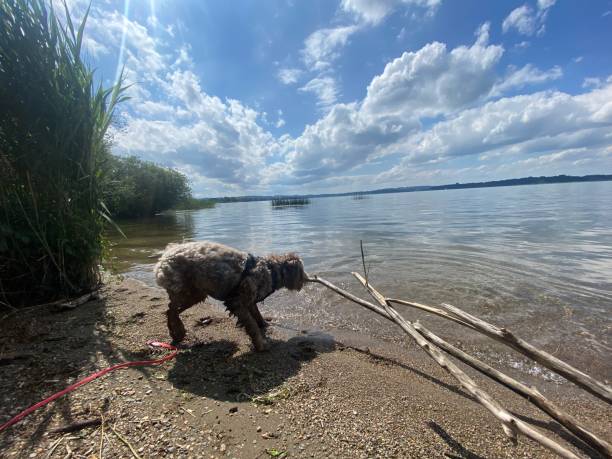 istock A dog on a Chiemsee beach 1407750366