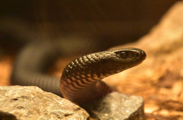 istock Fantastic Up Close Look at a Black Snake 1407752021