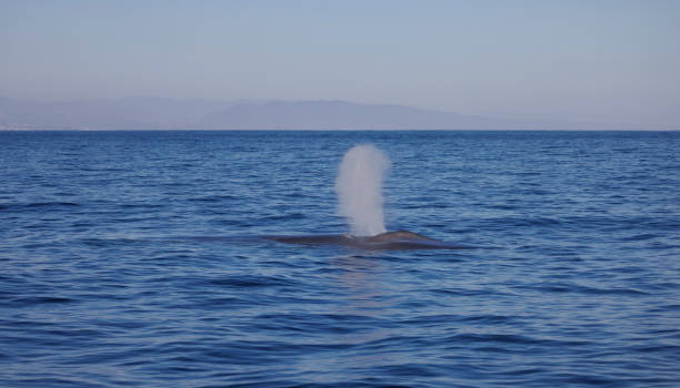 blue whale blow stock photo