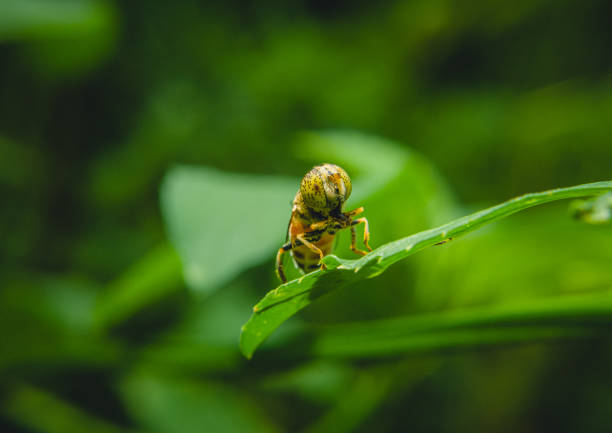 nahaufnahme foto von insekt, das auf grünem blatt sitzt - hoverfly nature white yellow stock-fotos und bilder