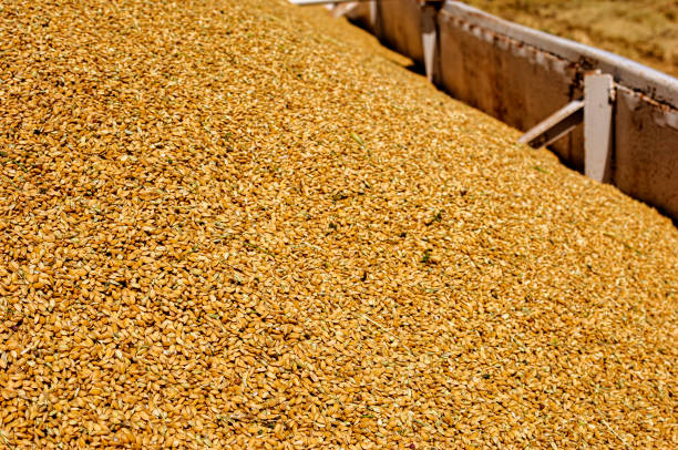 istock Harvested Rice Hulls in Shipping Container 1407755407