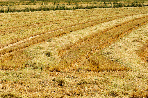 Close-up of rice field that has been harvested by a combine machine.\n\nTaken in San Joaquin Valley, California, USA