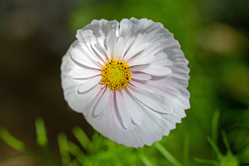 July 2022: Close-up of a single  white Cosmos Flower \