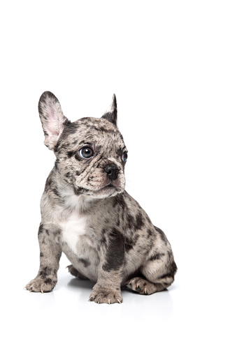 adorable spotty black and white french bulldog puppy portraits isolated on white background