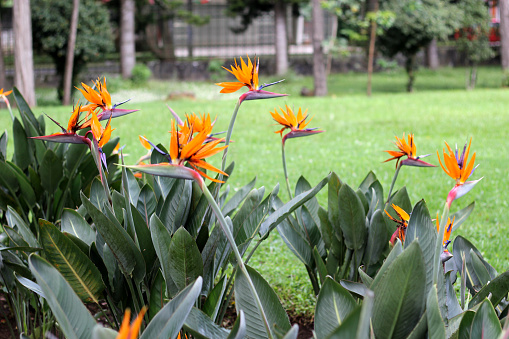 Strelitzia reginae, popularly called bird of paradise, is a herbaceous species native to South Africa