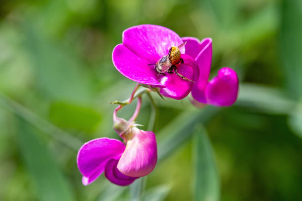fiore di peavina perenne - pea flower foto e immagini stock