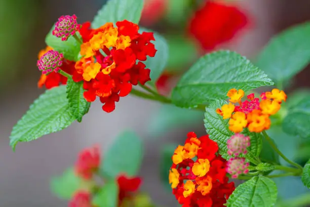 July 2022: Close-up of multi-colored Lantana Flowers