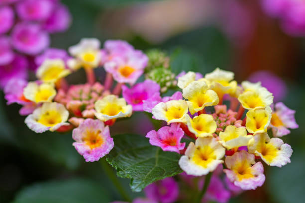 istock Lantana Flowers 1407759266