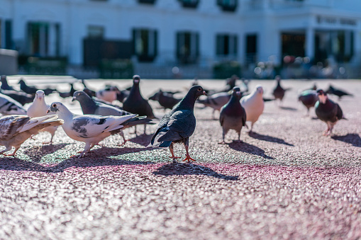 Pigeons in the square