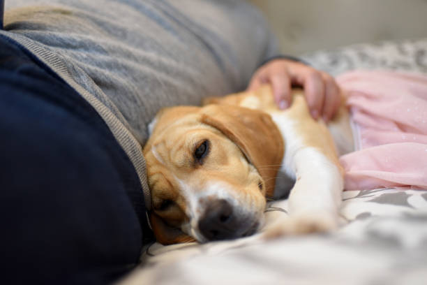 istock dog with its owner in bed 1407759844