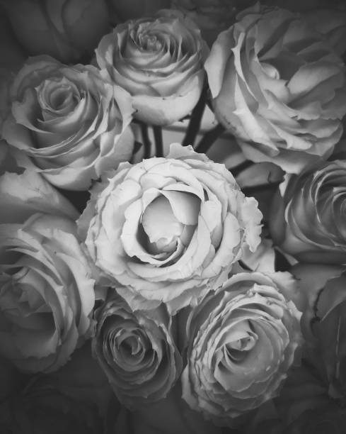 istock Bunch of Roses 1407763122