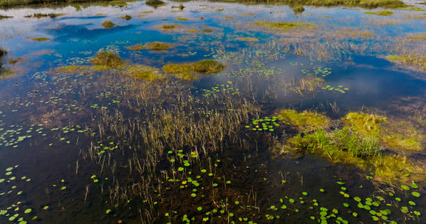 Drone shot of swampy sawgrass prairie in the Florida Everglades on a sunny day in spring. \n\nThis shot was taken outside the boundaries of Everglades Nation Park.