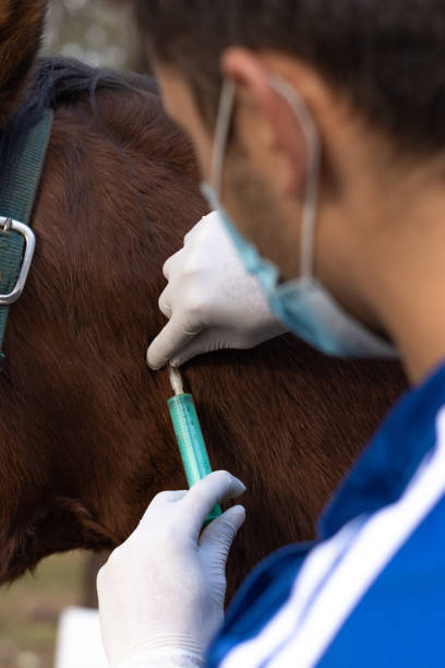 istock veterinarian inserting a syringe with medication under a horse's skin 1407764899