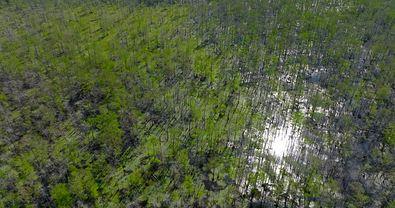 Aerial shot of mangrove trees and bayou just off Interstate 10 near Gramercy, Louisiana.