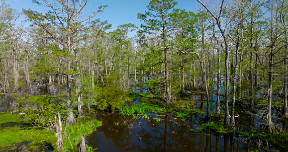 Aerial shot of mangrove trees and bayou just off Interstate 10 near Gramercy, Louisiana.