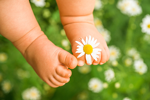 Children's feet with chamomile on green grass. Nature background.