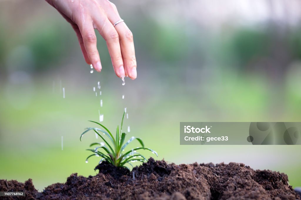 Seedling growing 2022 Stock Photo