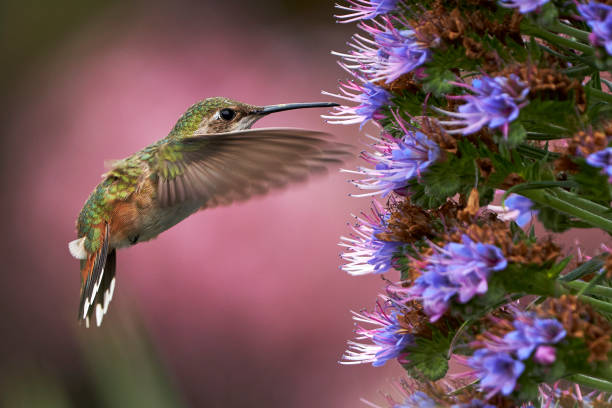 istock Hummingbird Feeding on Large Flower Bloom 1407768346