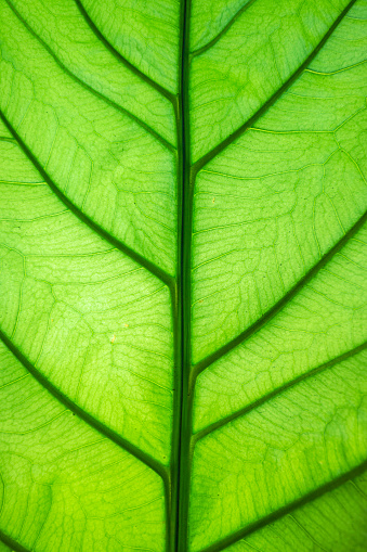Ornamental plant leaf texture, lines, curve, background photo - Stock photo