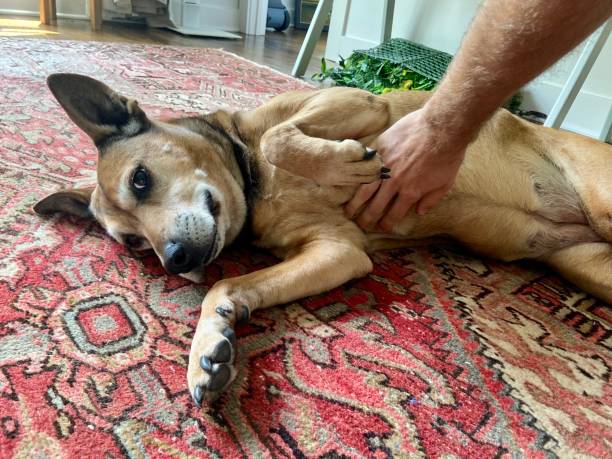 istock Happy dog getting a belly rub 1407772558