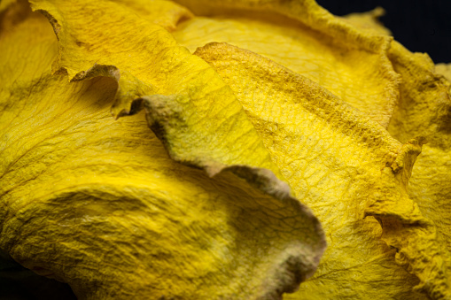 Abstract close up of a dried yellow rose