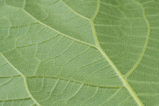 Close up the back of a hydrangea leaf.