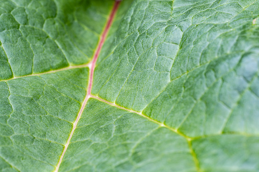 Close up of a rhubarb leaf