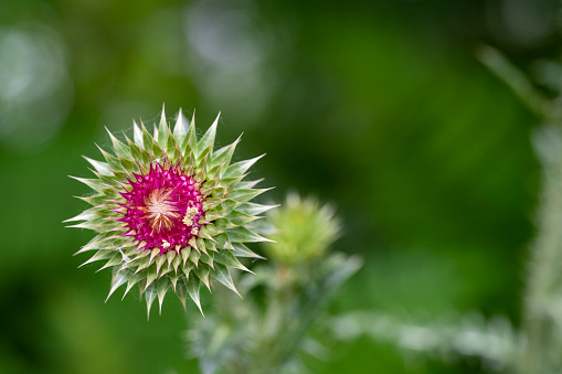 Close up view of a thistle flower