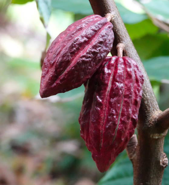 istock Red Cacao pods 1407777481