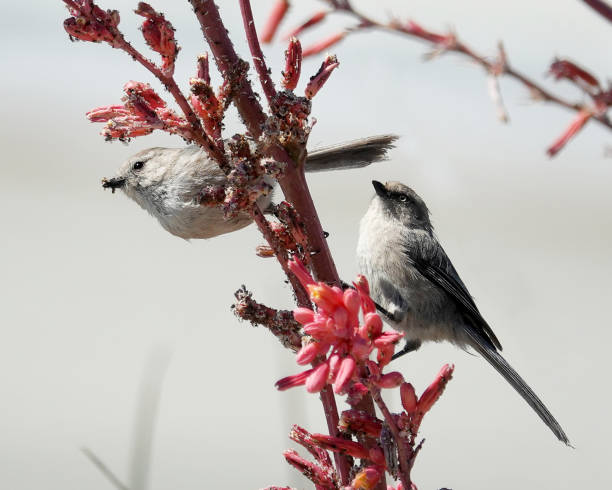 istock American Bushtits feeding on insects 1407777484