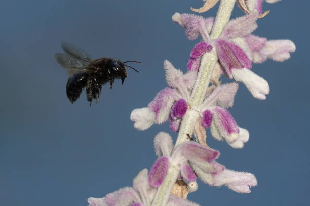 istock Black Carpenter bee with Salvia blooms 1407777565