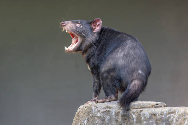 diavolo della tasmania con la bocca spalancata - tasmanian animals foto e immagini stock