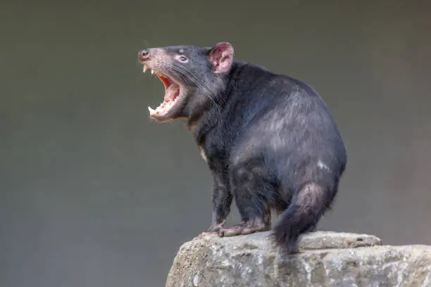 Tasmanian Devil (Sarcophilus harrisii) with mouth wide open, displaying teeth and tongue, in aggressive mood. These native carnivorous Australian marsupials have been declared an endangered species. They are the world’s largest carnivorous marsupials.