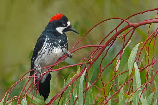 istock Acorn Woodpecker (Melanerpes formicivorus) on  Eucalyptus branch 1407779304