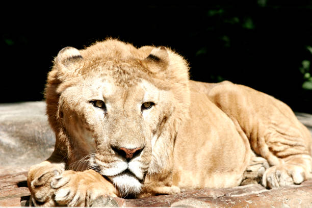 istock lion kign of animal 1407779932