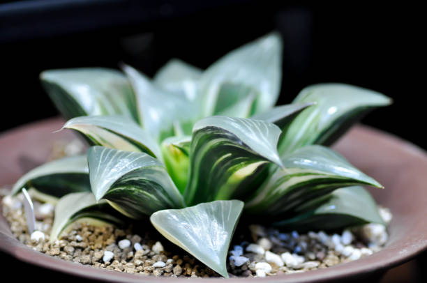 istock Haworthia ,Haworthia tsukikage or cactus or succulent 1407780903