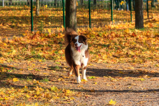 istock Australian shepherd walking in autumn park 1407783482