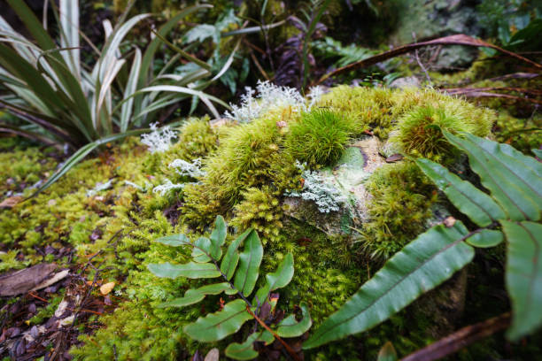 niesamowity wybór małych roślin i mchów w mikro-krajobrazie na dnie lasu deszczowego alp południowych - fern new zealand macro frond zdj�ęcia i obrazy z banku zdjęć