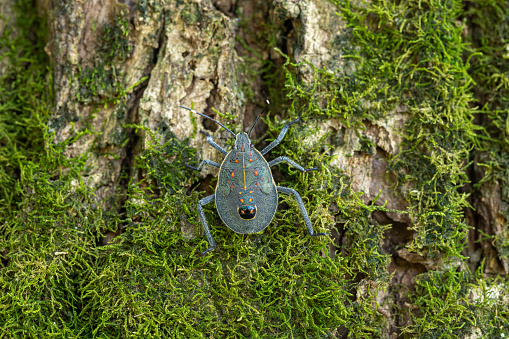 Image of stink bug (Erthesina fullo) on tree. Insect. Animal