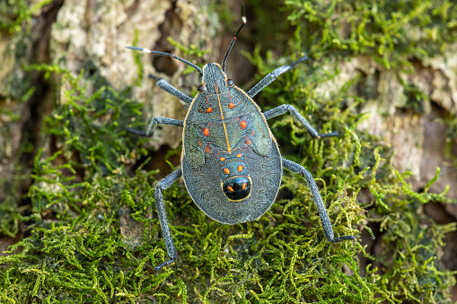 Image of stink bug (Erthesina fullo) on tree. Insect. Animal