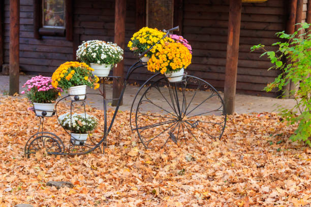 stand décoratif en forme de vélo vintage avec des chrysanthèmes dans le parc d’automne - bicycle ornamental garden flower formal garden photos et images de collection